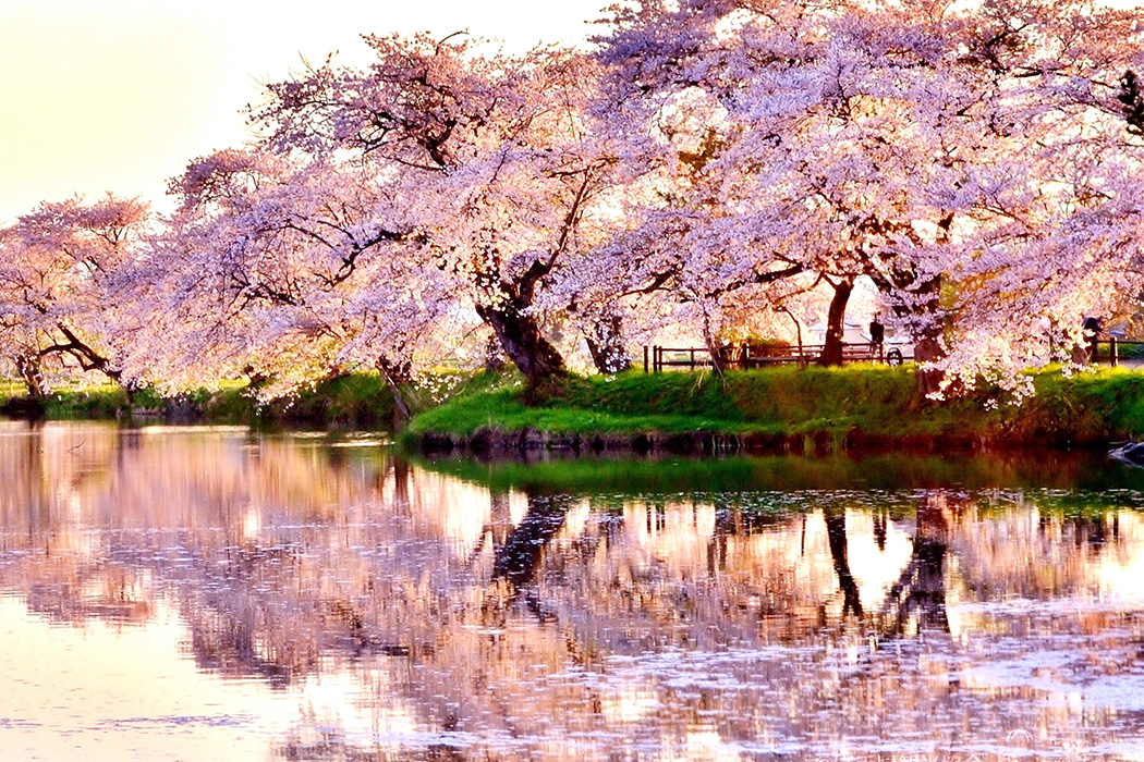 紫波町 五郎沼の桜