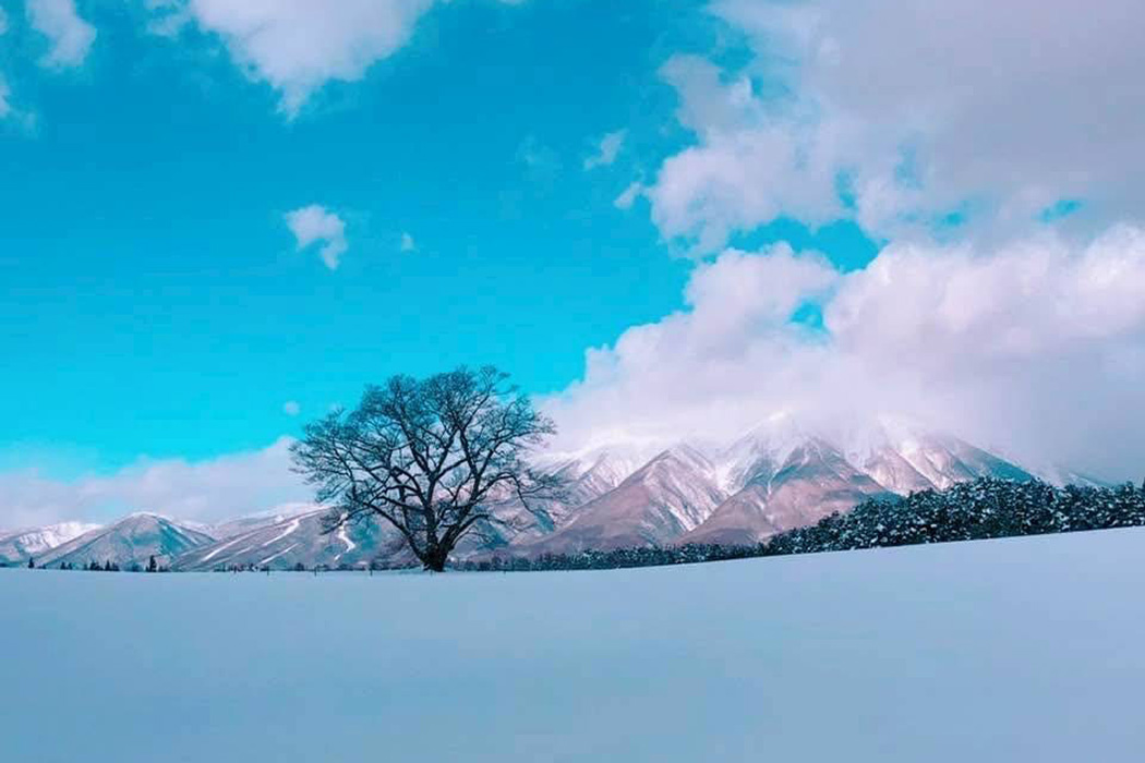 雫石町 小岩井 一本桜